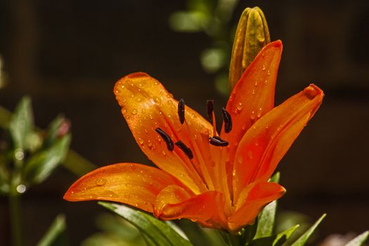 Macro image of the flower of a orange Oriental Lily.