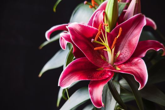 Macro image of a red Oriental Lily in flower.