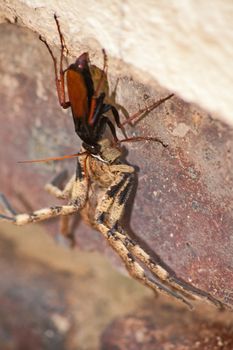 The adult wasps actually eats nectar, the female stings and paralises the spider and then drags it to her burrow. There she lays a single egg on it. Because the spider is not dead, the meat stays fresh and the larvae eat the spider alive.