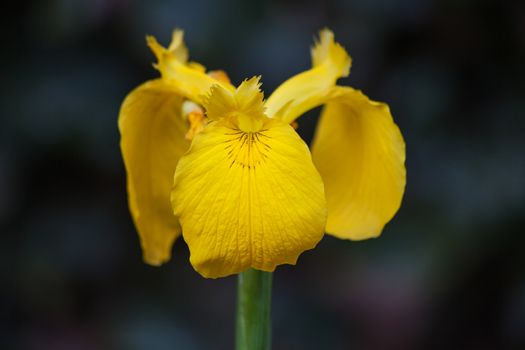 The Yellow Flag Iris (Iris pseudacorus) is an easy growing plant that grows in shallow water and boggy areas. Unfortunately it is a very invasive plant.