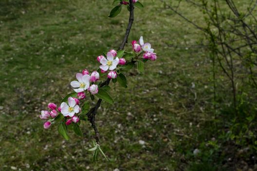 Branch with fresh bloom  of apple-tree in park, Sofia, Bulgaria