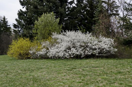 View of blossoming decorative trees in white and  yellow spring flowers for background, Sofia, Bulgaria