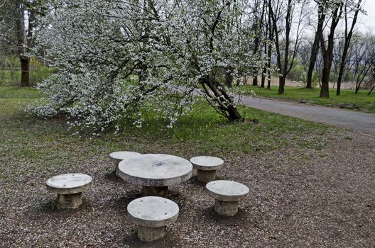 Springtime view with blooming plum-tree  or Prunus domestica and place for relax in park, Sofia, Bulgaria