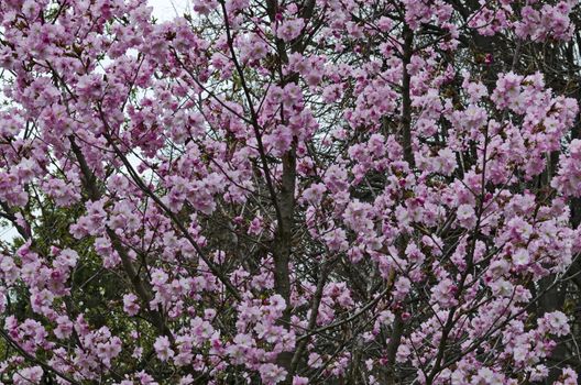 Blossoming japanese cherry branch, beautiful spring flowers for background, Sofia, Bulgaria