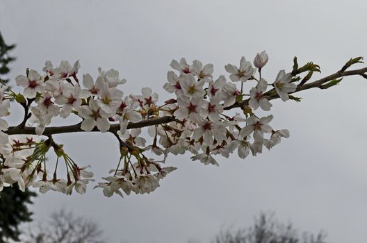 Blossoming japanese cherry branch, beautiful spring flowers for background, Sofia, Bulgaria