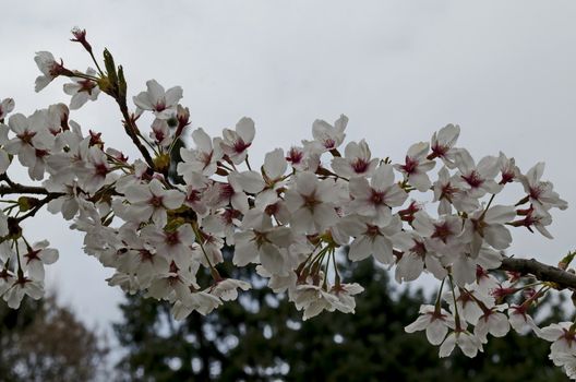 Blossoming japanese cherry branch, beautiful spring flowers for background, Sofia, Bulgaria