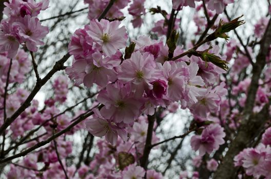 Blossoming japanese cherry branch, beautiful spring flowers for background, Sofia, Bulgaria