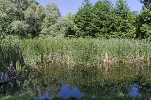 Summer green forest and reed or rush with reflection in the lake, South park, Sofia, Bulgaria