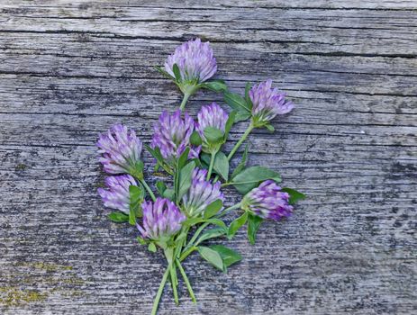 Bouquet  from  clover or trefoil wildflowers in bloom over wooden background, South park, Sofia, Bulgaria