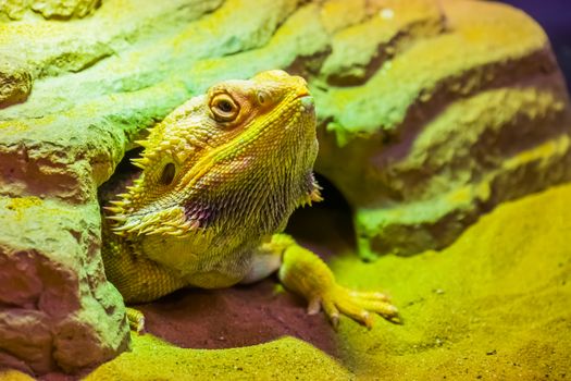 closeup portrait of a bearded dragon lizard coming out of its hideout, tropical reptile specie, popular terrarium pet in herpetoculture