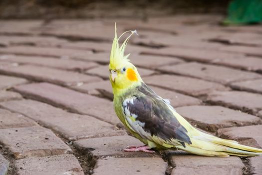 funny closeup of a cockatiel, popular pet in aviculture, tropical bird specie from Australia