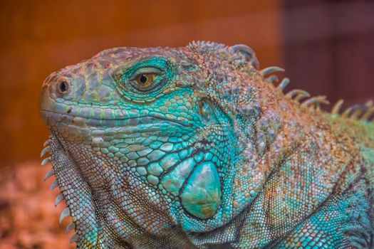 Green american iguana with its face in closeup, tropical lizard specie from America