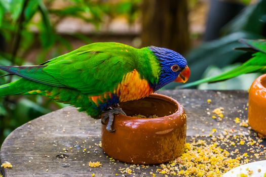 rainbow lorikeet sitting on a feeding bowl, bird feeding and pet care, Tropical animal specie from Australia