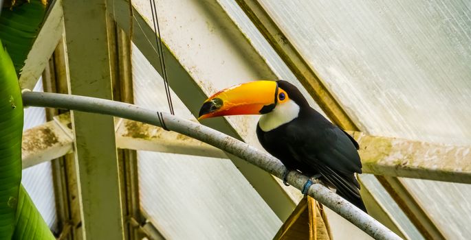 closeup of a toco toucan in a aviary, tropical bird specie from America