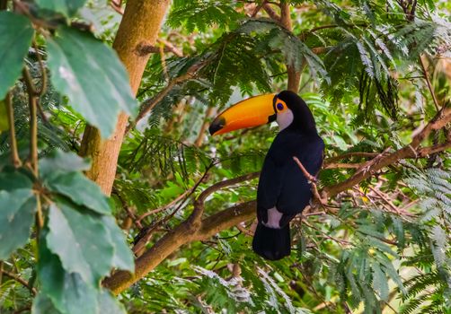 toco toucan sitting a tree, tropical bird specie from America