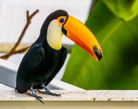 closeup of a toco toucan, popular tropical bird specie from America