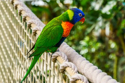 closeup of a rainbow lorikeet sitting on a rope, colorful tropical parrot specie from Australia