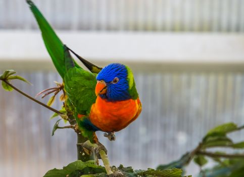 front closeup of a rainbow lorikeet in a tree, colorful tropical bird specie from australia