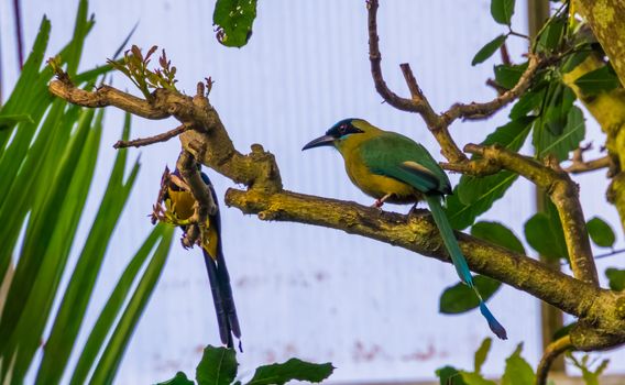 portrait of a blue crowned motmot sitting in a tree, tropical bird specie from South america