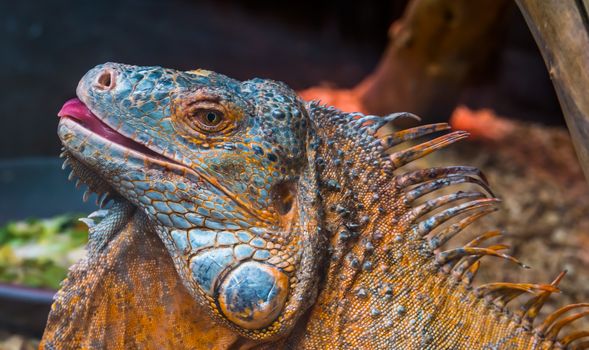 American iguana sticking its tongue out, Detailed reptile face, tropical lizard specie from America, popular exotic pet