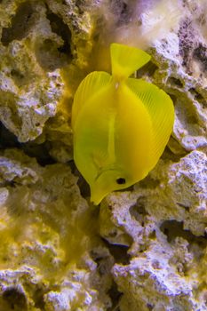 yellow tang fish in closeup, popular fish in aquaculture, tropical fish specie from hawaii
