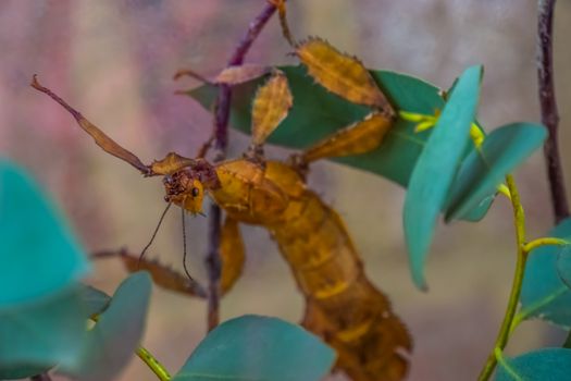 macro clsoeup portrait of a spiny leaf insect, tropical walking stick specie from Australia