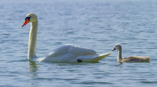 Mute swan and cygnet floating on the water by day on lake Leman, Geneva, Switzerland