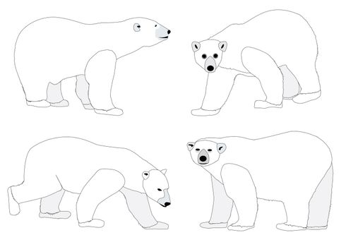 A collection of four polar bear sketches.
