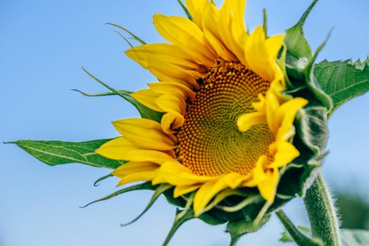 Single blooming sunflower on blue sky background