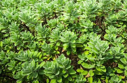 Leaves of plant as green background and plant texture