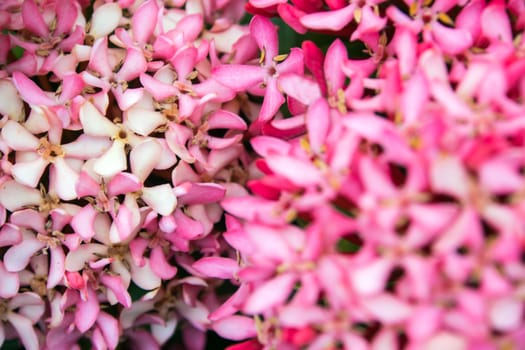 Tight cluster of Pink Ixora flower inflorescences