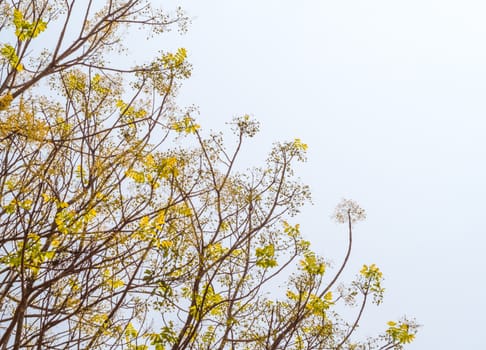 freshness leaves on blue sky and sunlight background