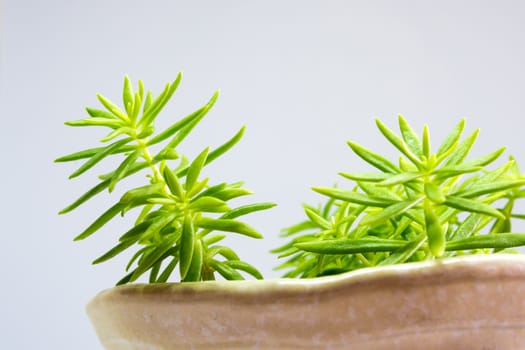 Succulent plant corsican stonecrop, sedum, freshness leaves of sedum reflexum Angelina grow in the ceramic pot