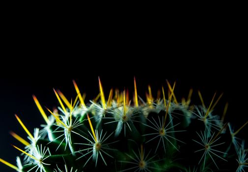 Cactus species Mammillaria isolated on black background