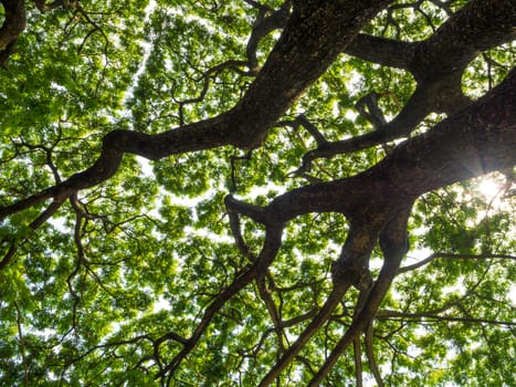 A Low Vantage Point to the sunlight sifting through the  leaves of Rain tree , Looking up to the sky