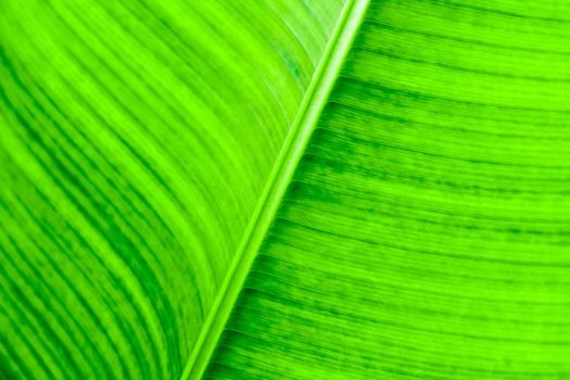 Texture on surface on banana Leaf as background