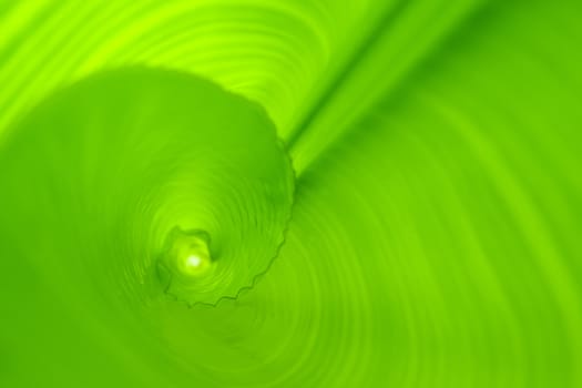 The rolled banana leaf, green background