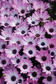 Pink osteospermum or dimorphotheca flowers in the flowerbed, pink flowers.