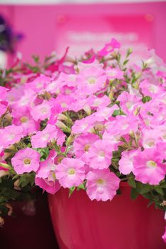 Petunia , Petunia Pink in the pink pot