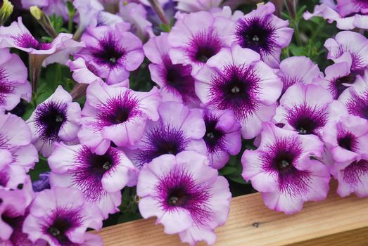 Petunia ,Petunias in the tray,Petunia in the pot, purple petunia 