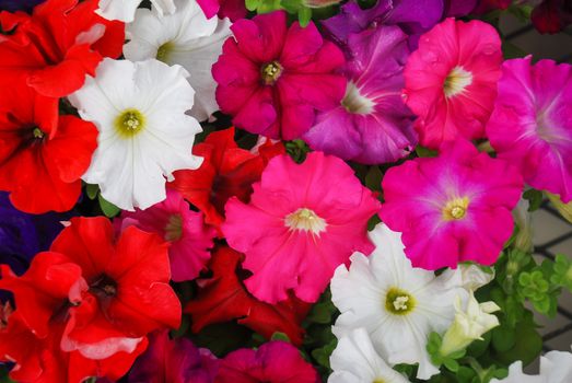 Petunia ,Petunias in the tray,Petunia in the pot, mixed color. 