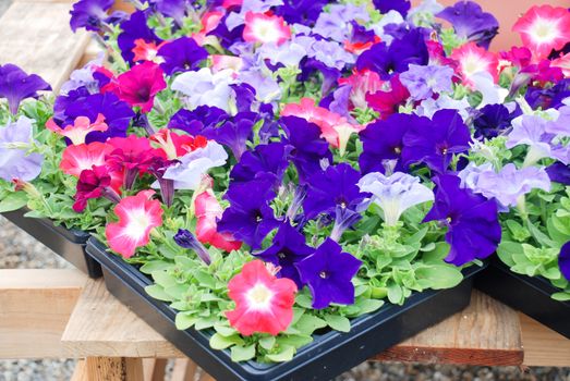 Petunia ,Petunias in the tray,Petunia in the pot, mixed color. 