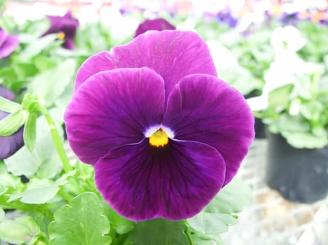 Purple Flower Pansies closeup of colorful pansy flower with yellow center, flower pot plant.