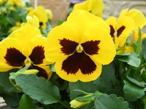 Yellow and Black Flower Pansies closeup of colorful pansy flower, pot plant.