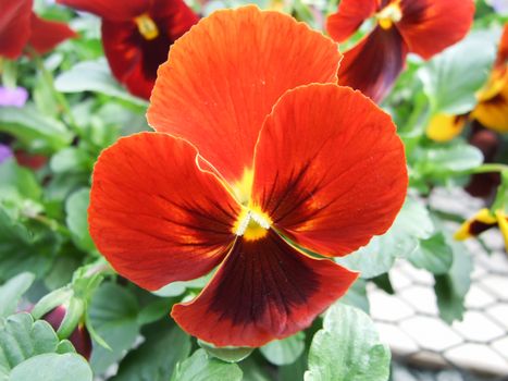 Red and Black Flower Pansies closeup of colorful pansy flower, pot plant.