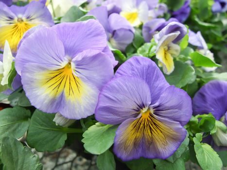 Blue and Yellow Flower Pansies closeup of colorful pansy flower, pot plant