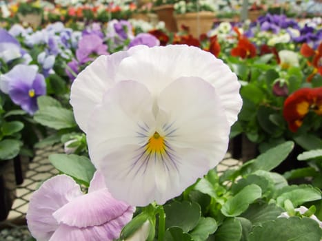 White Flower Pansies closeup of colorful pansy flower, pot plant 