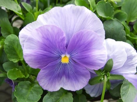 Blue Flower Pansies closeup of colorful pansy flower with yellow center, flower pot plant.