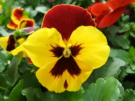 Yellow and Black Flower Pansies closeup of colorful pansy flower, pot plant.