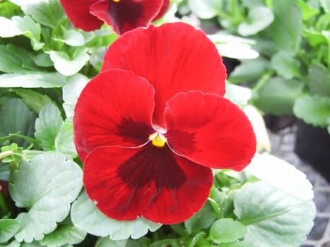 Red and Black Flower Pansies closeup of colorful pansy flower, pot plant.